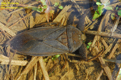 Kirkaldyia deyrolli