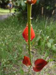 Smilax australis