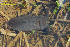 Kirkaldyia deyrolli