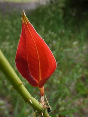 Smilax australis