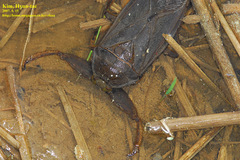 Kirkaldyia deyrolli