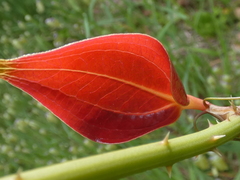 Smilax australis