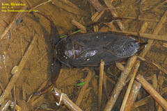 Kirkaldyia deyrolli