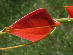 Smilax australis