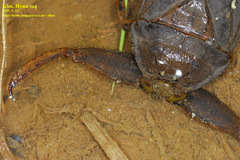 Kirkaldyia deyrolli