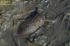 Kirkaldyia deyrolli