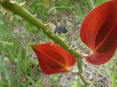 Smilax australis