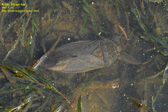 Kirkaldyia deyrolli
