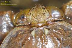 Kirkaldyia deyrolli