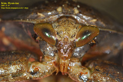 Kirkaldyia deyrolli