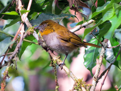 Chlorospingus flavigularis