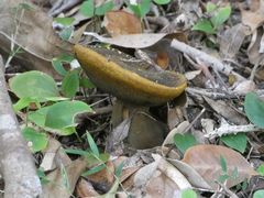 Phlebopus marginatus