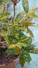 Codiaeum variegatum pictum