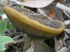 Phlebopus marginatus
