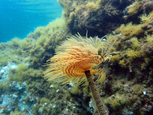 Mediterranean Fanworm, photo 2 of 8
