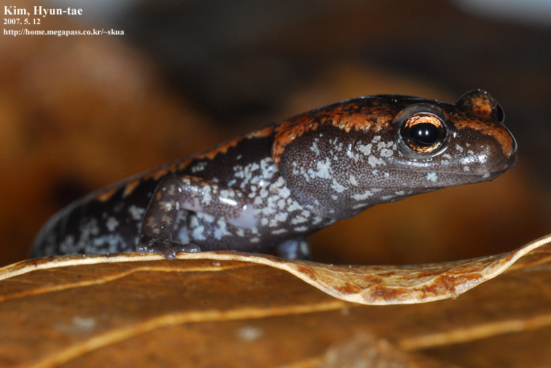 Korean Crevice Salamander