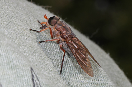 Tabanus calens