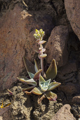 Dudleya verityi
