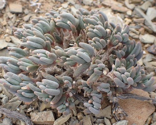 Mesembryanthemum grossum
