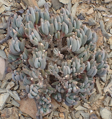 Mesembryanthemum grossum