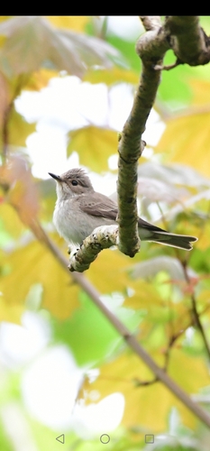 Papamoscas gris (Muscicapa striata)