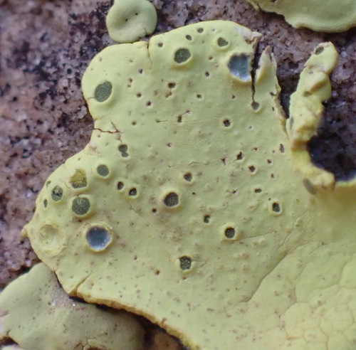 African Gold Lichen