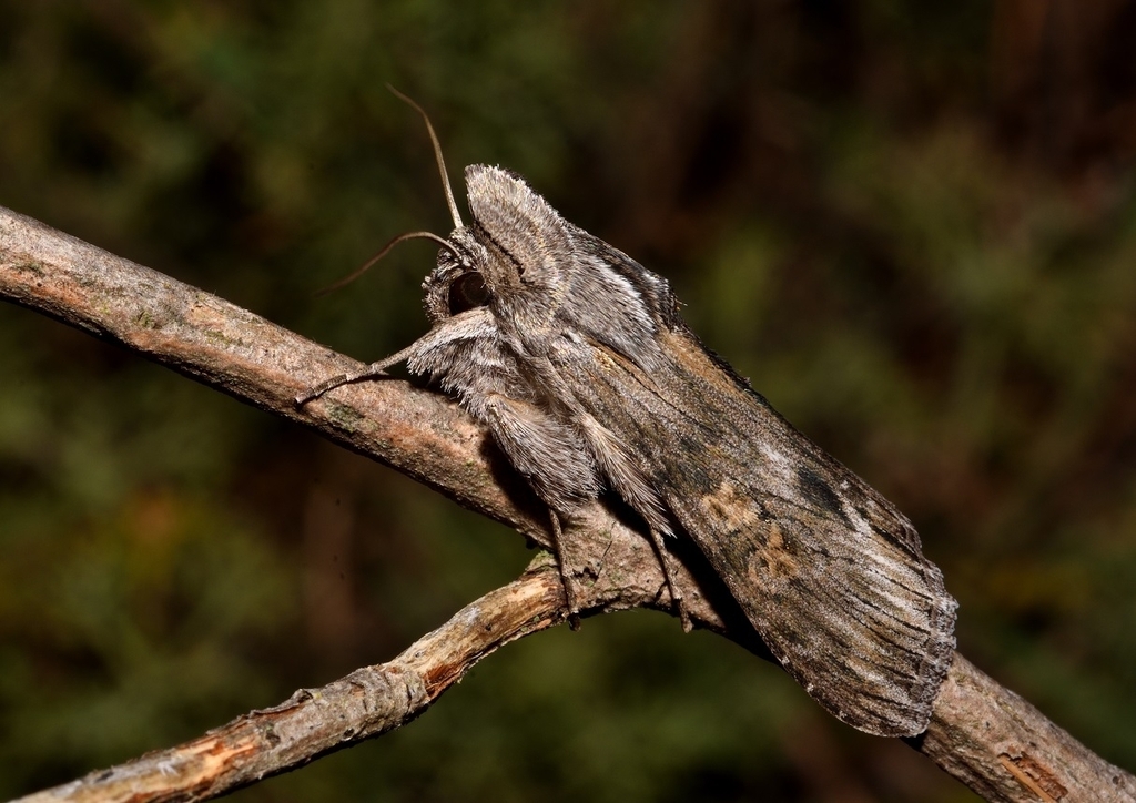 Cucullia xeranthemi