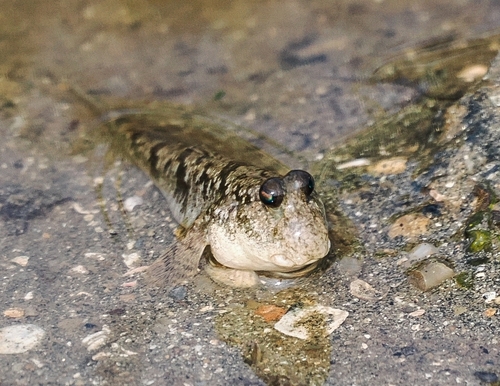 Mudskipper (Periophthalmus modestus) — Oxudercidae — 3