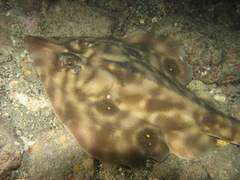 Southern Banded Guitarfish photo 3