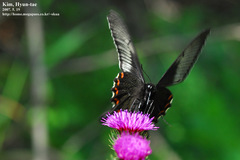 Papilio dehaanii