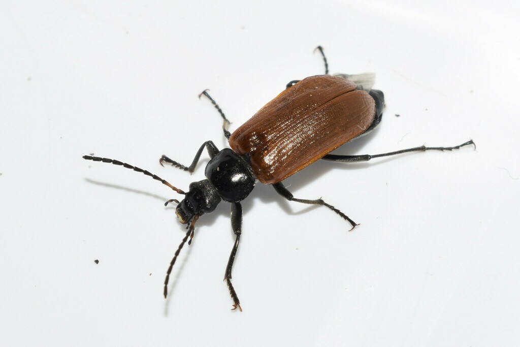 Omophlus flavipennis