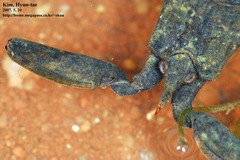 Laccotrephes japonensis