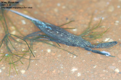 Laccotrephes japonensis