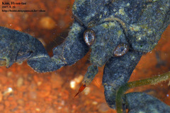 Laccotrephes japonensis
