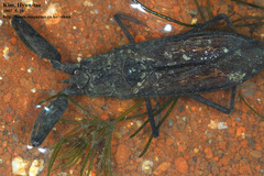 Laccotrephes japonensis