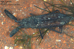 Laccotrephes japonensis