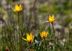 Tulipán lesný (Tulipa sylvestris): pôvod a využitie — fotografia 3