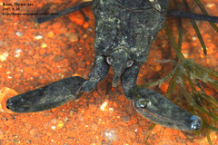 Laccotrephes japonensis