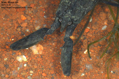 Laccotrephes japonensis