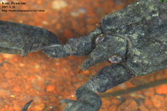 Laccotrephes japonensis