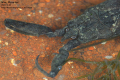 Laccotrephes japonensis