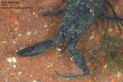 Laccotrephes japonensis