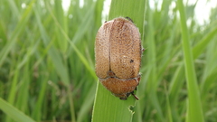 Anoplognathus velutinus