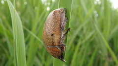 Anoplognathus velutinus
