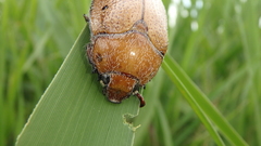 Anoplognathus velutinus