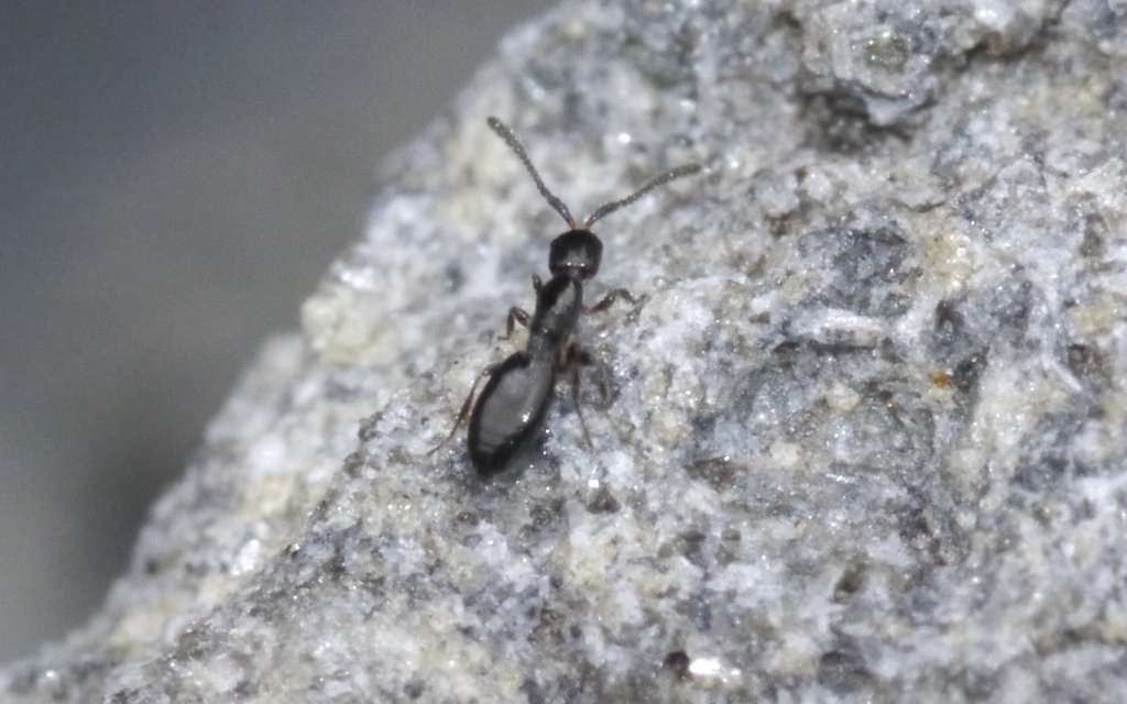 Platymischus dilatatus