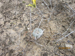 Lophophora williamsii