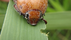 Anoplognathus velutinus