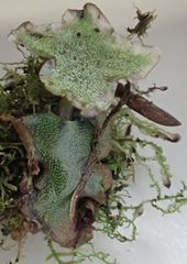 Marchantia foliacea