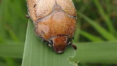 Anoplognathus velutinus